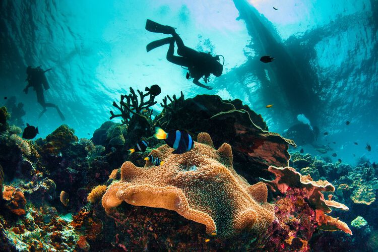 Cozumel is home to one of the largest reef , combined to its calm waters makes it the perfect place to practice diving