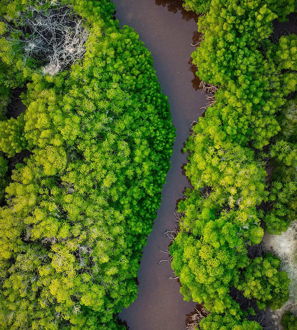 Aerial view of mangroves
