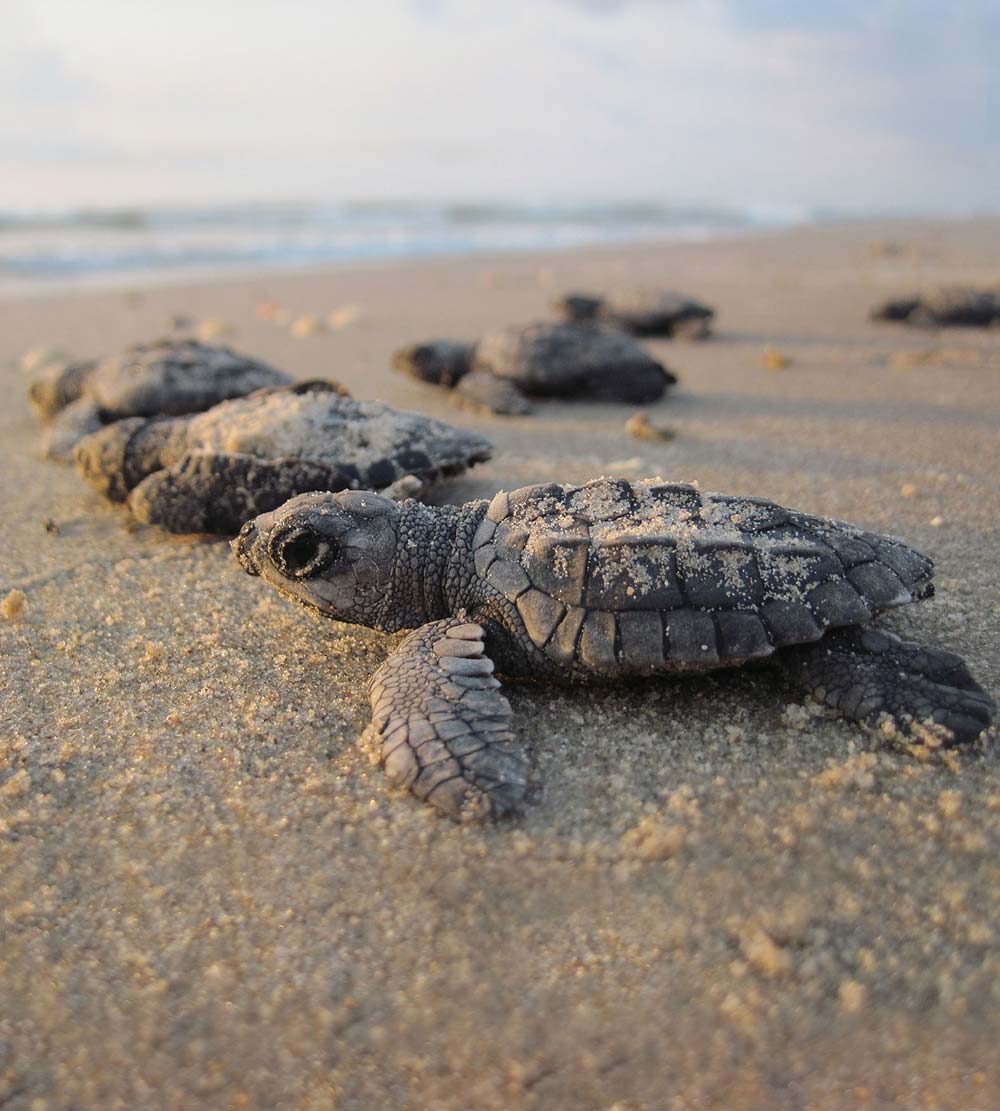 Tortugas marinas bebés en la playa