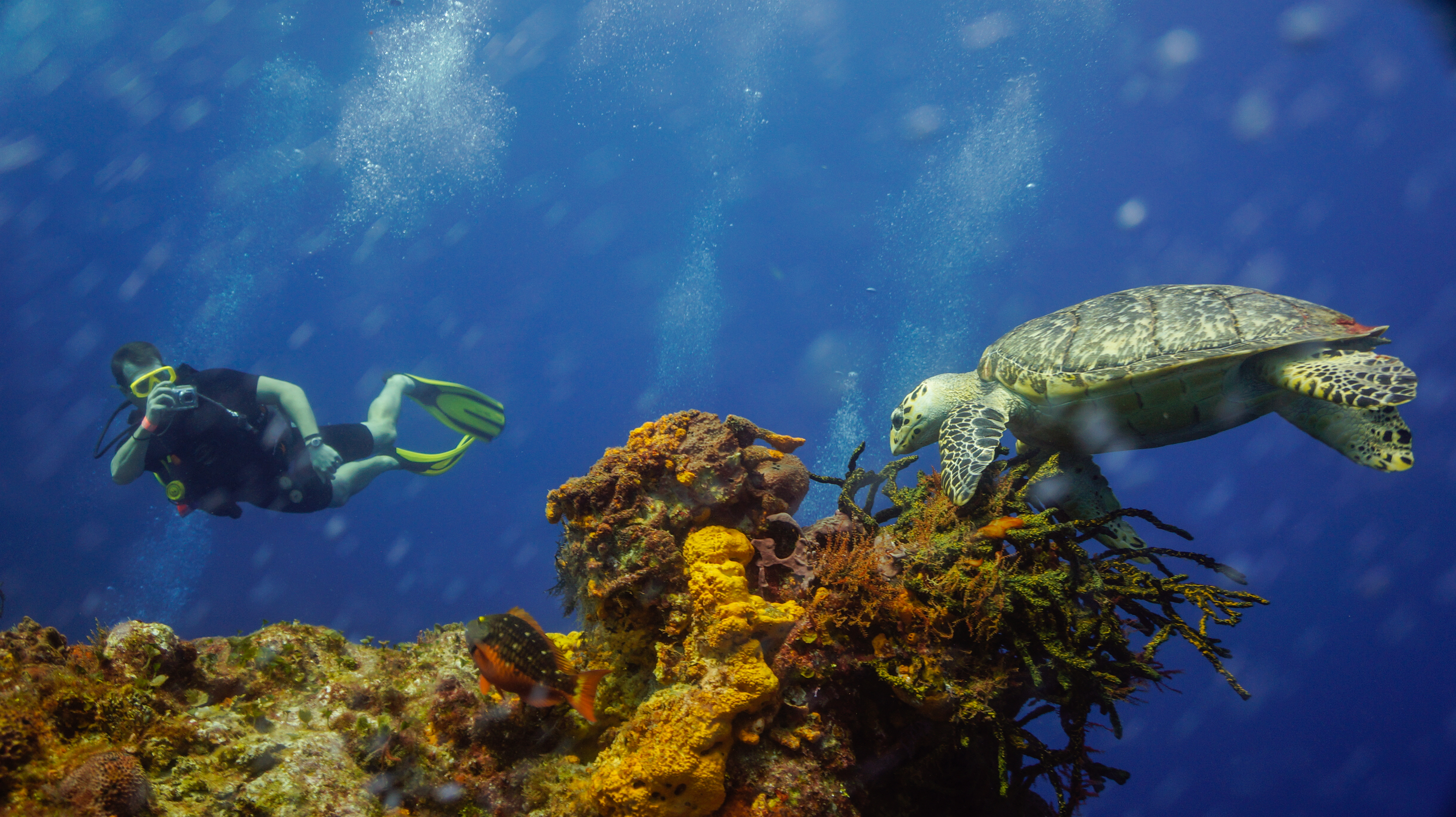 Scuba Diving in Cozumel