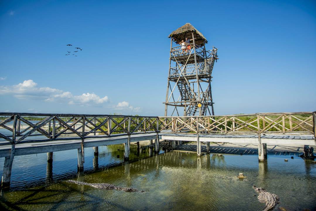 Crocodiles in the lagoon at Punta Sur Eco Park in Cozumel